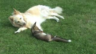 The real-life fox and hound: Dogs play with fox cub.