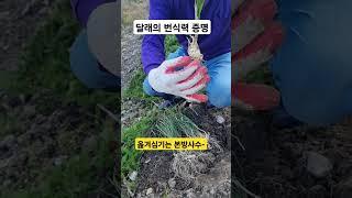 달래의 번식력과 옮겨심기 #달래