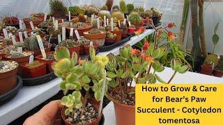 How to Grow & Care for Bear's Paw Succulent - Cotyledon tomentosa #cactus #succulents