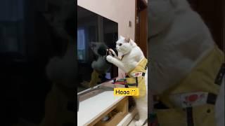 what are you doing#funny #pets #catcomedy #catvideos #cat#catshorts #funnyanimal #catlover#funnycat