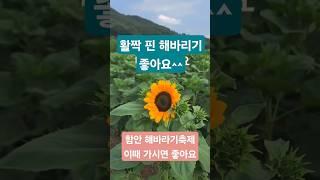  함안해바라기축제! 이때 가셔야해요! #강구해바라기축제 #함안냉면