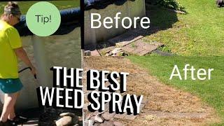 BEST Natural WEED KILLER  QUICK in 24 Hours or LESS