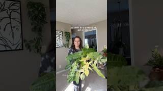 Plant styling tip for sneaking more plants into the house  #houseplants #plantcollection