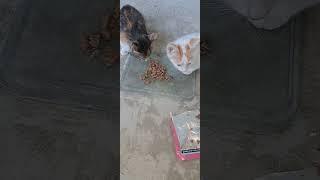 Cute cats & Animal sounds