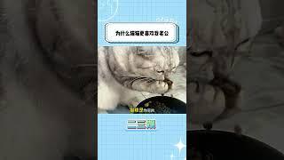 为什么猫猫更喜欢不粘它的人类？
