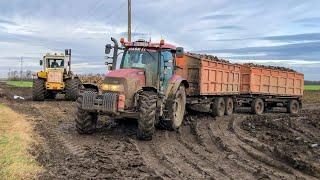 Sugar Beet Transport | Case IH Maxxum 115 ; Claas Axion 930 ; John Deere 8370R, 6195R, 6100RC | MUD