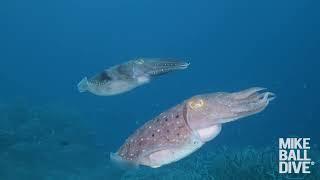 Mike Ball Dive Expeditions 3 night fly/dive Cod Hole and Ribbon Reefs on the Great Barrier Reef