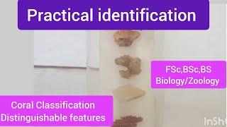 Coral distinguishable features|Coral  characteristics|Coral Classification| Coral facts