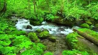 Amazing Nature Sounds, Stream in the Beautiful Green Forest, Birds Chirping