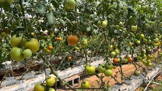 DIY hydroponic tomato greenhouse update! Future plans (aquaponics) and potted mums!