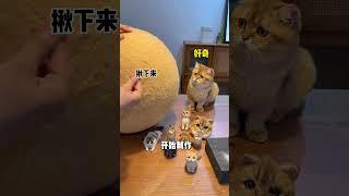 【牛奶是只猫】羊毛毡又增加两个，大家觉得哪个好看呢...