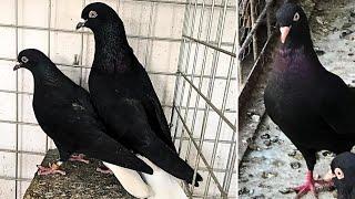 Бойные голуби Ирака, Бахрейна Iraqi, Bahrain (roller/tumbler) pigeon | الحمام الإعصار |