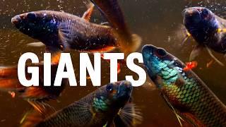 Raising a Community of Giant Wild Bettas Together