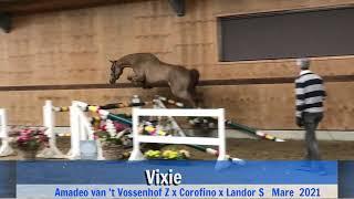 Vixie (jumping)