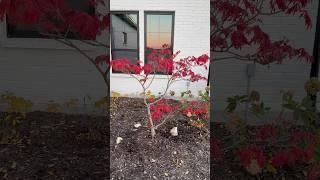 Acer japonicum ‘Aconitifolium’ | Maiku jaku | Full Moon Maple