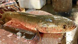 Big Sola Fish Cutting Skills || Amazing Sola Fish Cutting Skills In Fish Cutter