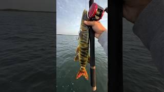 Fishing the worlds biggest lure!