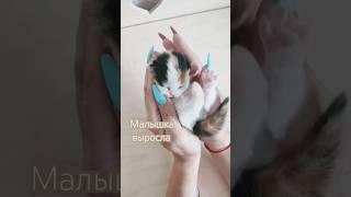 выросла малышка, До-Сейчас хайленд фолд #котики #вислоухий #котенок #милота #shorts