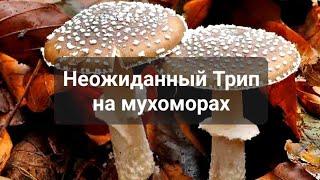 Трип на мухоморах, внезапный и незапланированный. Не делайте так.