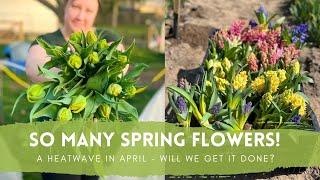 Spring Flower Overload! // It's too hot for tulips // Green Bee Floral Co