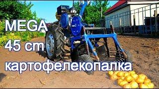 УБОРКА  УРОЖАЯ КАРТОФЕЛЯ УВЕЛИЧЕННОЙ КАРТОФЕЛЕКОПАЛКОЙ