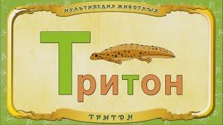 Мультипедия животных. Буква Т - Тритон