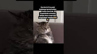 O'zi tualetga kirishga vaqt yo'q-ku,ovqat deysizlarmi aziz erkaklar #comedy #comedyvideo #shorts