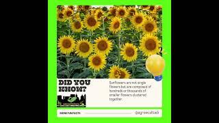 IG 1 1 did you know 1- #agrowculture #gardenvegetables #gardenplants #urbangarden