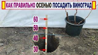  Как БЕЗОШИБОЧНО ПОСАДИТЬ САЖЕНЕЦ ВИНОГРАДА на постоянное место ОСЕНЬЮ и укрыть его на зиму.