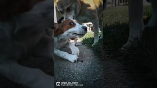 Puppy attacks older dog - with love.