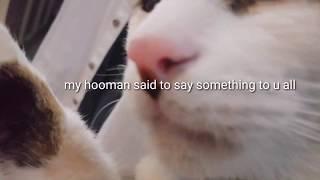 My cat has something important to say to you