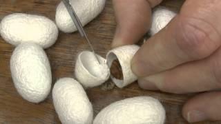 Cutting open a silk cocoon.