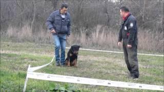 obuka vlasnika | dog guard team