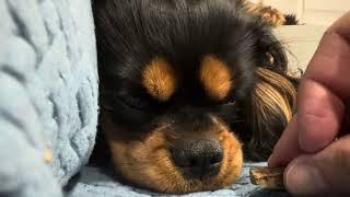 Waking dog up with food (He wasn’t complaining)