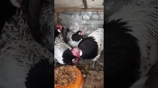 товуклар сотилади реални оладигонлар тел килсин905555378 #Chickens #are #sold #wholesale