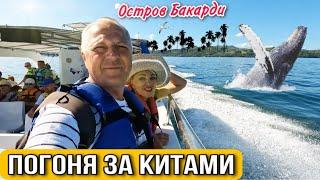 ПОГОНЯ ЗА КИТАМИ.ОСТРОВ БАКАРДИ.ПУТЕШЕСТВИЕ ПО ДОМИНИКАНЕ.