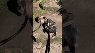 Rescue Dog’s Journey: Smilo’s Life After Adoption: A Grand Day Out