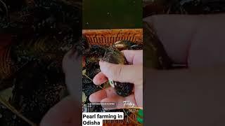 Pearl farming in odisha, Jatani contact us: 7684909779, 8917527519