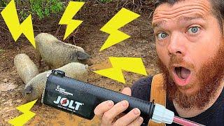 Jolt Electric Stock Prod 200 on Mangalitsa Pig