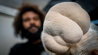 Fruiting Lion's Mane Mushrooms | Southwest Mushrooms