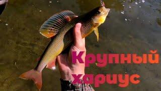 Трудовая рыбалка. Крупный хариус. Тест мушек. #крупныйхариус #рыбалка