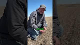 Canola Crop Success: Managing Cereal Trash for Best Establishment