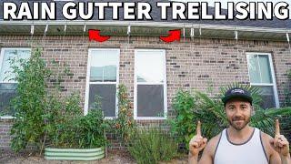 The BEST Way To Grow Tomatoes...Is Under Your Rain Gutters!