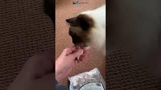 Fresh Is Best Rabbit Tender Freeze-Dried Treats #ragdoll #cats #floppycats #cat
