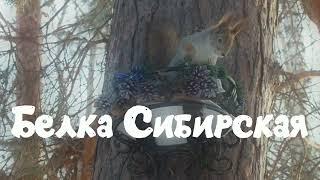 Сибирская белка на кормушке