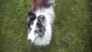 Julie the 13 year old Blue Merle Sheltie