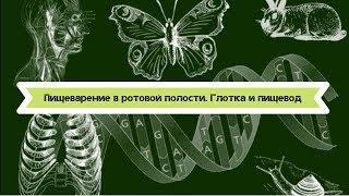 Биология 8 класс $25 Пищеварение в ротовой полости. Глотка и пищевод