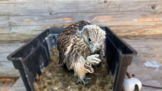 Unpacking the Saker Falcon / New Pet / Time of the Falcon