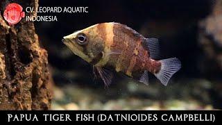 Datnioides campbelli. The PAPUA Tiger Fish (Leopard Aquatic G041B)