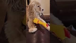 Nic toy #cockerspaniel #dogs #cutedog #youtubeshorts